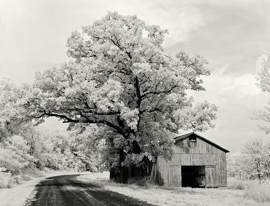 Tobacco Dreams - Tobacco shed near Stoughton WI with oak tree shot on infrared FILM - version 1 of 2 Photograph by Peter Herman