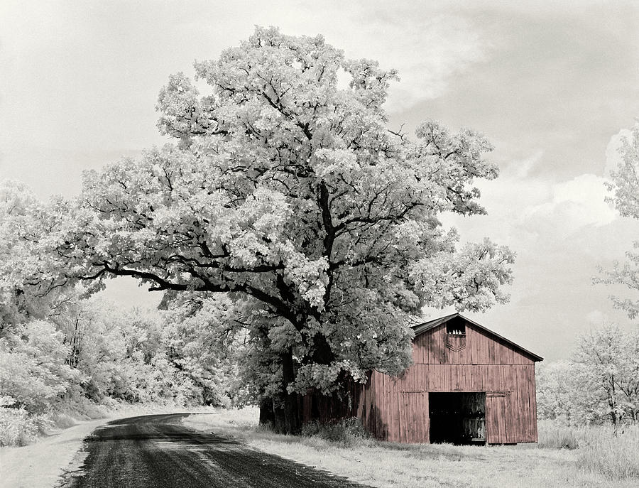 Tobacco Dreams - Tobacco shed near Stoughton WI with oak tree shot on infrared FILM - version 2 of 2 Photograph by Peter Herman