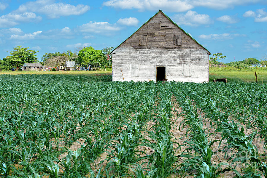 Tobacco drying house in Cuba on the exterior rotation crops planted on a blue day. Photograph by Jose Rey