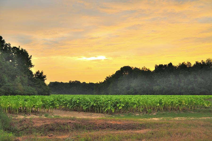 Tobacco Field Glow Photograph by Eric Towell