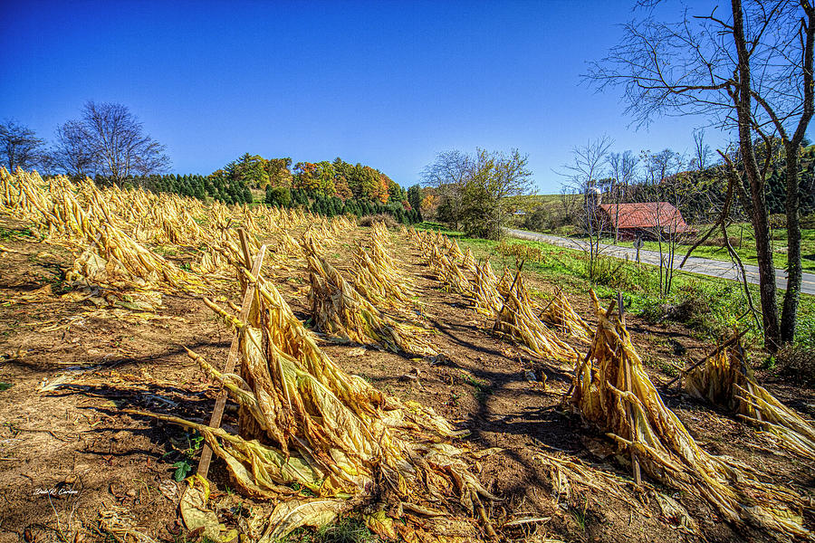 Tobacco Harvest Photograph by Dale R Carlson