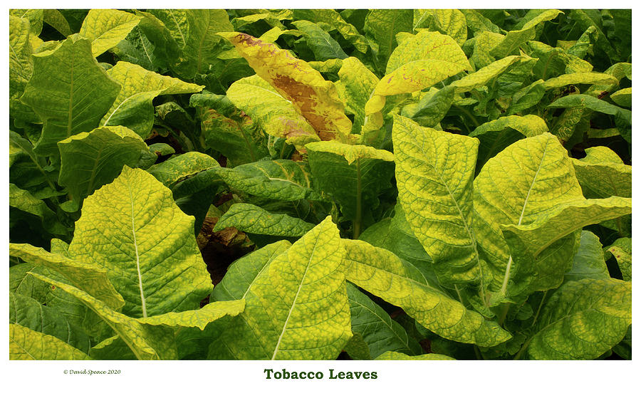 Tobacco Leaves Photograph by David Speace