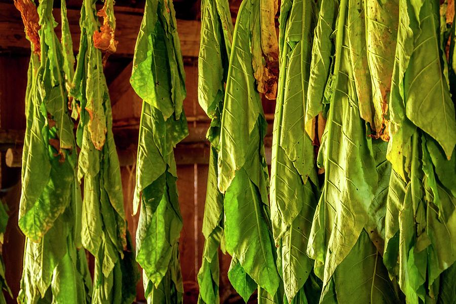 Tobacco Leaves Photograph by Jerry Sodorff