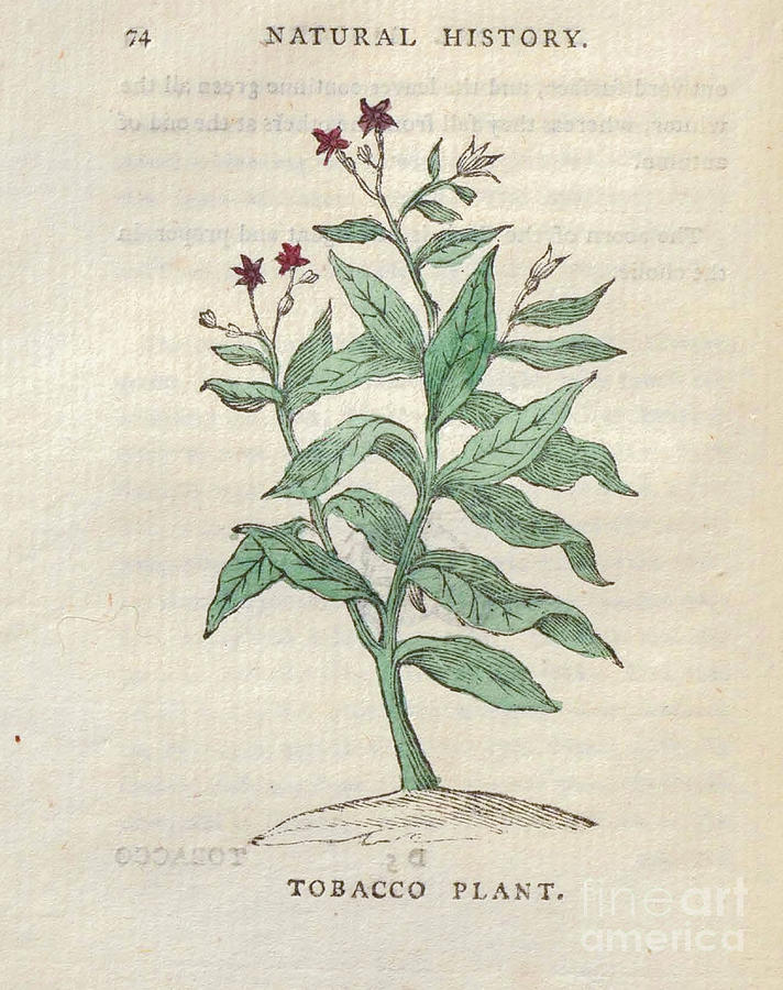 tobacco plant drawing