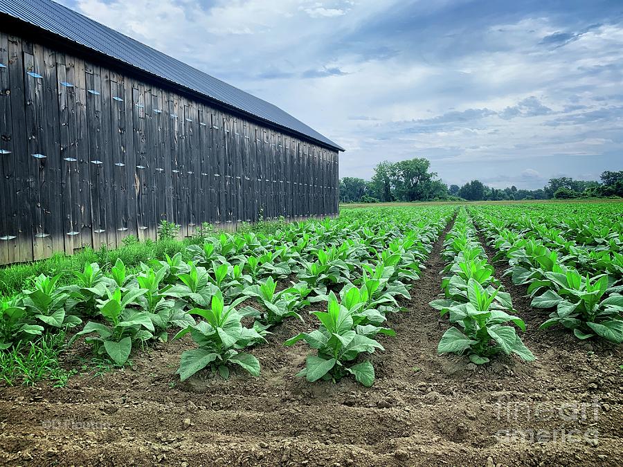 Tobacco Rows and Barn Digital Art by Dee Flouton