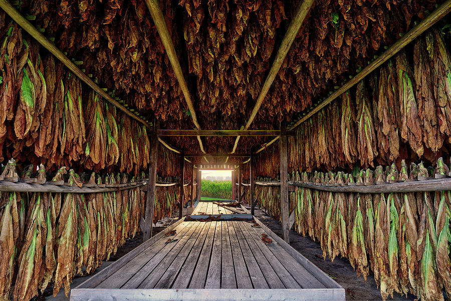Tobacco Tunnel - Veum tobacco shed loaded full of curing tobacco near Stoughton Wisconsin Photograph by Peter Herman