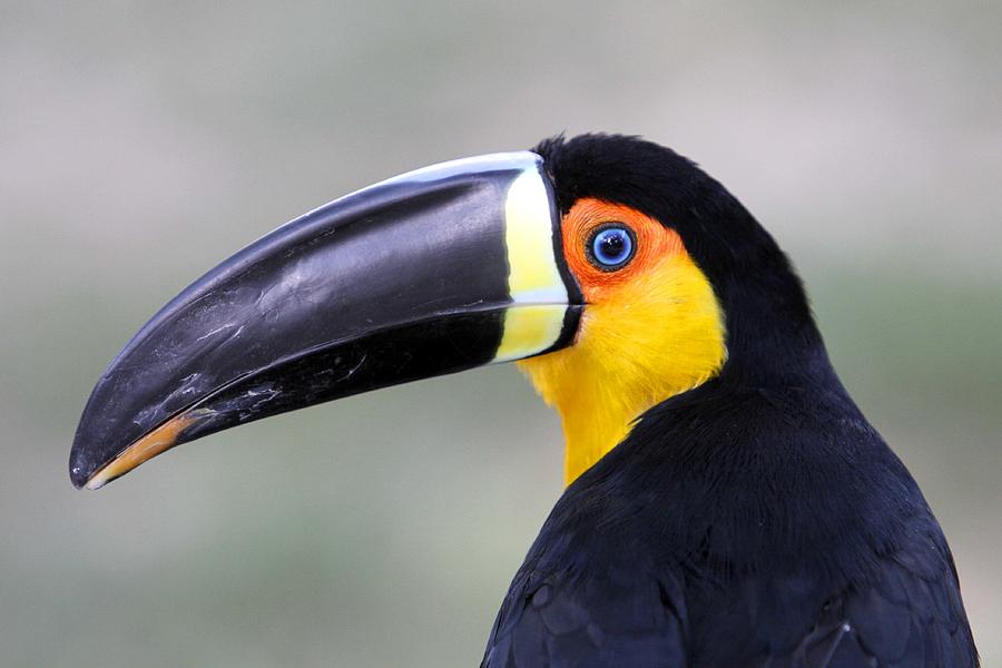 Toco toucan Amazon Region Brazil Photograph by Ricardo Lima