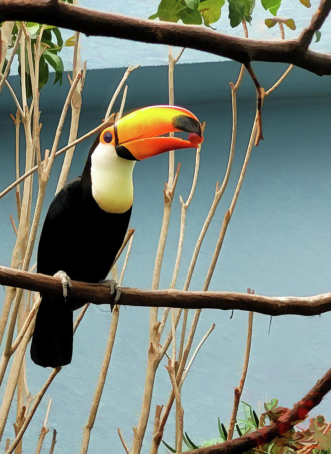Toco Toucan Photograph by Roberta Byram