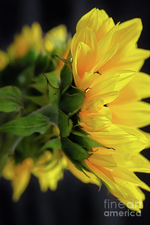 Todays Mood Yellow by Susan Warren Todays Mood Yellow by Susan Warren