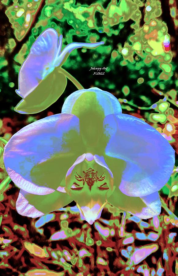 Todays Orchids in Blue  Photograph by John Anderson