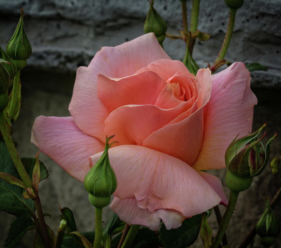 Todays Rose Photograph by Robert Pilkington