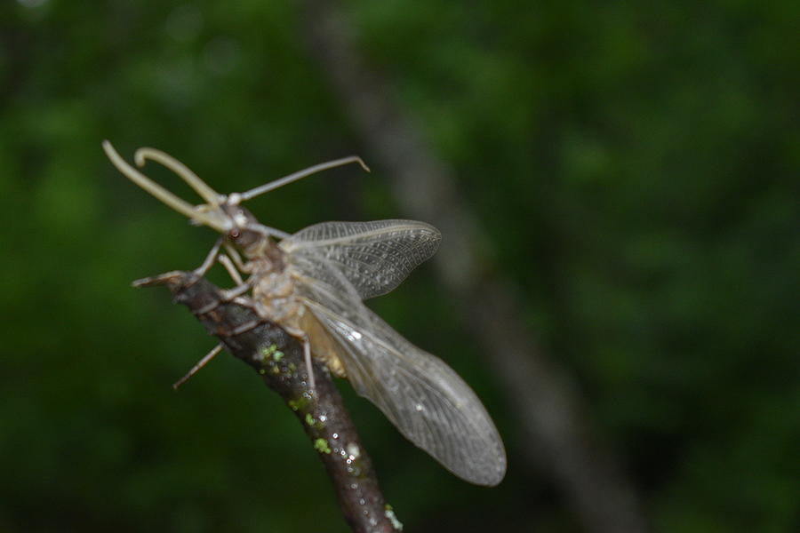 Toe pincher Photograph by Deanna Baldwin - Fine Art America