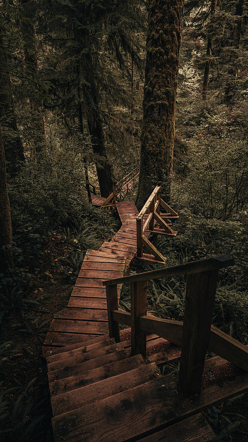 Tofino Rainforest Photograph by Joshua Bonora - Fine Art America