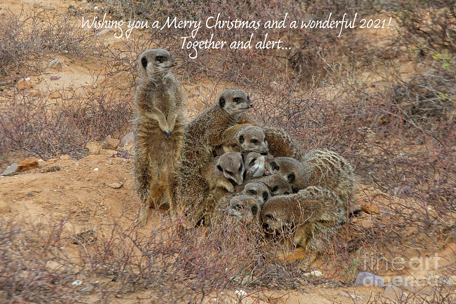 Together and alert Christmas greeting Photograph by Patricia Hofmeester