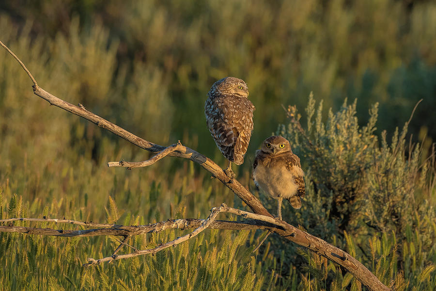 Owl Photograph - Together At Sundown by Yeates Photography