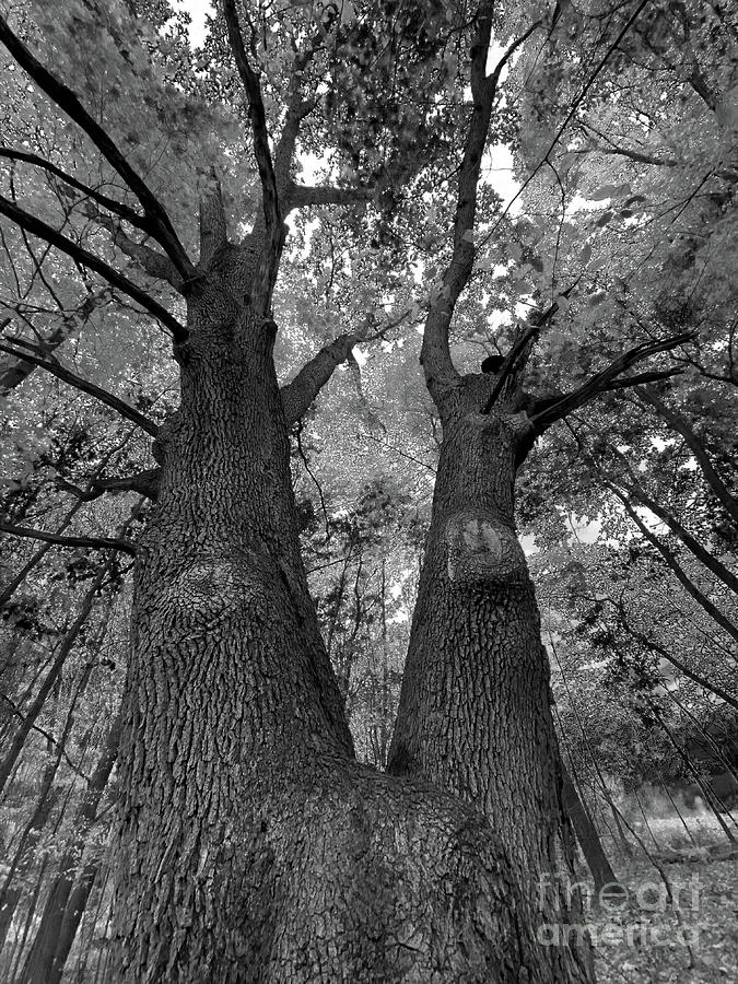 Tree Photograph - Together, old trees by Gina Signore