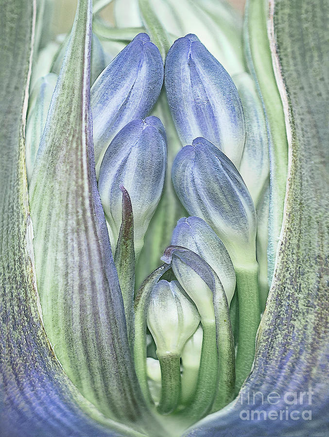 Togetherness - CARING, Agapanthus buds in pod Photograph by Tatiana Bogracheva