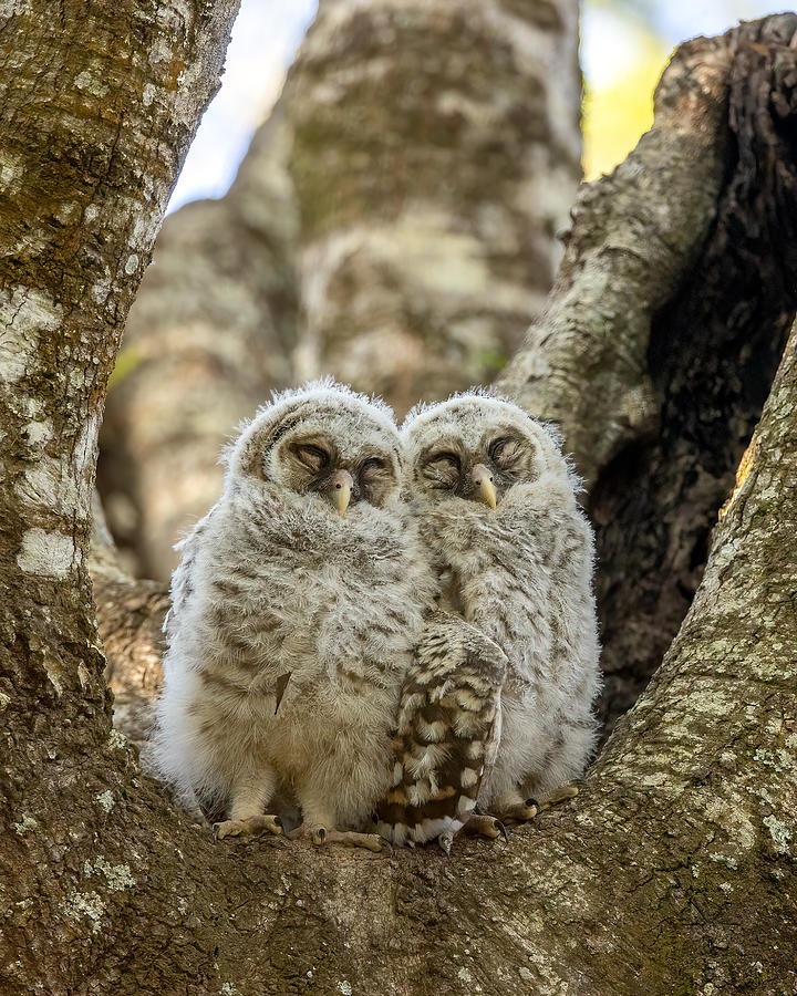 Togetherness Photograph by David Eppley