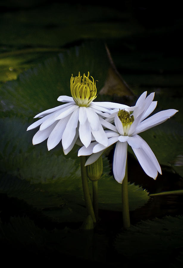 Lily Photograph - Togetherness by Holly Kempe