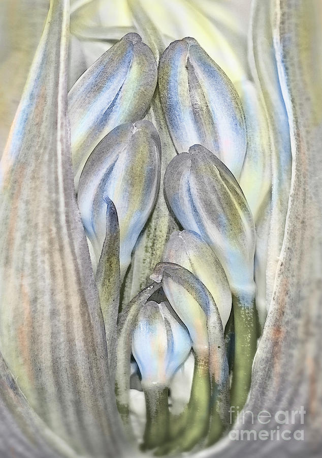 Togetherness Softness And Delicacy Agapanthus Buds In A Pod Tied Together Photograph by Tatiana Bogracheva