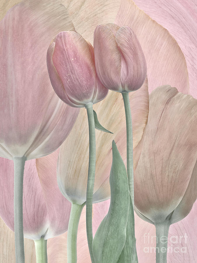 Togetherness, Tulips, Close Up Digital Art by Tatiana Bogracheva