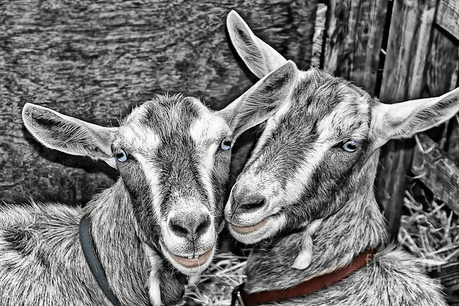 Togetherness - goats duo loving couple Photograph by Tatiana Bogracheva
