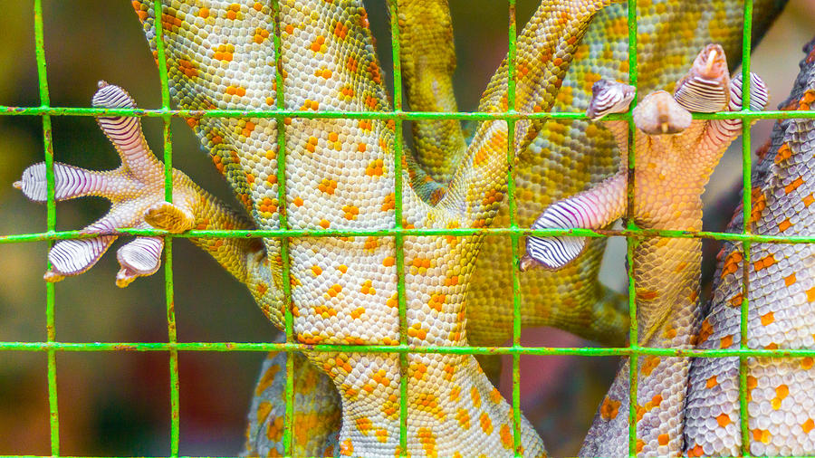 Tokay Gecko (Gekko gecko) feet detail Photograph by Simonlong