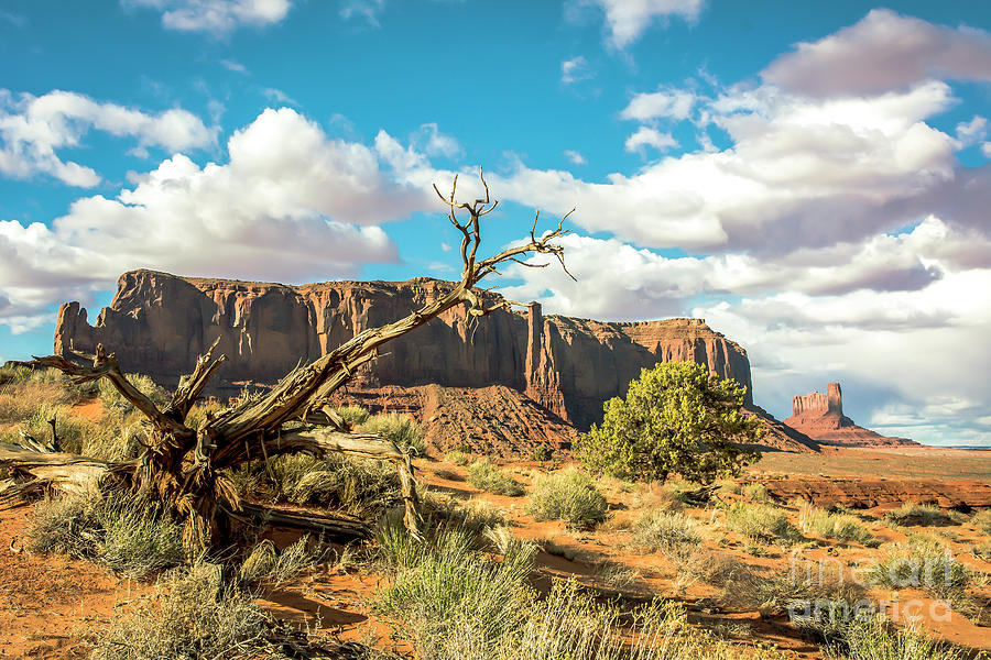 Toll Of The Desert Photograph by John Bartelt