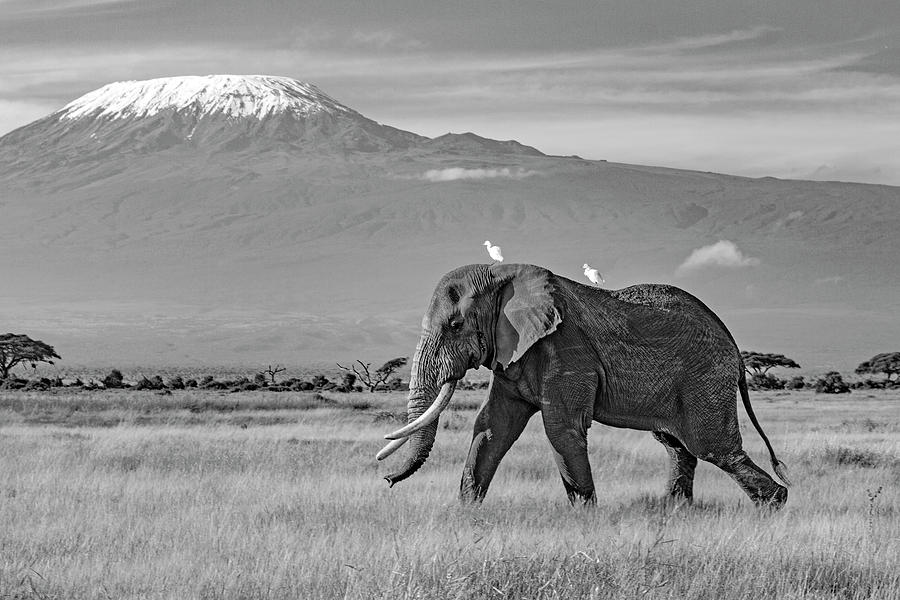 Tom In Amboseli-009-M Photograph by David Allen Pierson