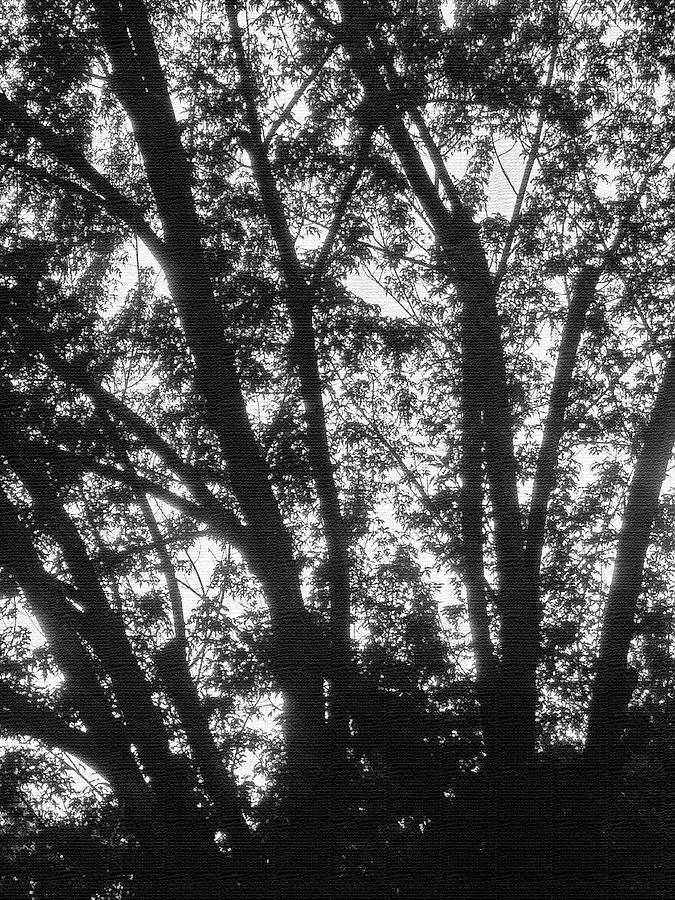 Tom Stanley Janca Black And White, Trees Abstract Digital Art by Tom Janca