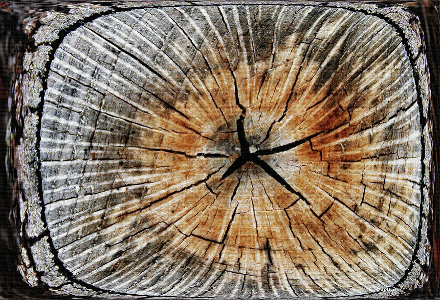 Tom Stanley Janca Small Oak Tree Stump Abstract Digital Art by Tom Janca