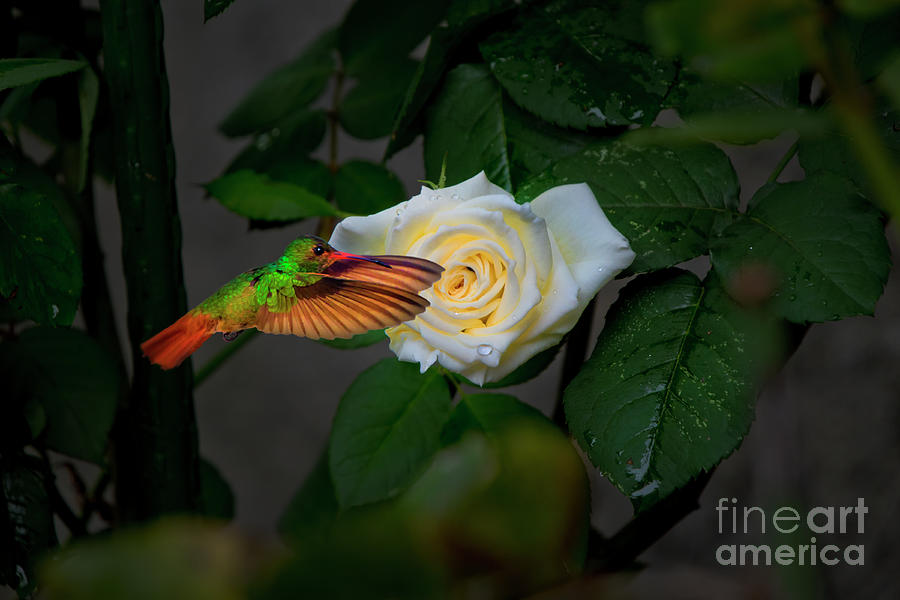 Tom Thumb Likes Roses Of Any Colour  Photograph by Al Bourassa