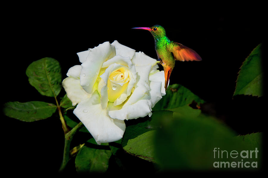 Tom Thumb On A Glowing White Rose Photograph by Al Bourassa