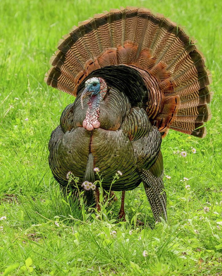 Tom Turkey Looking His Best Photograph by Marcy Wielfaert