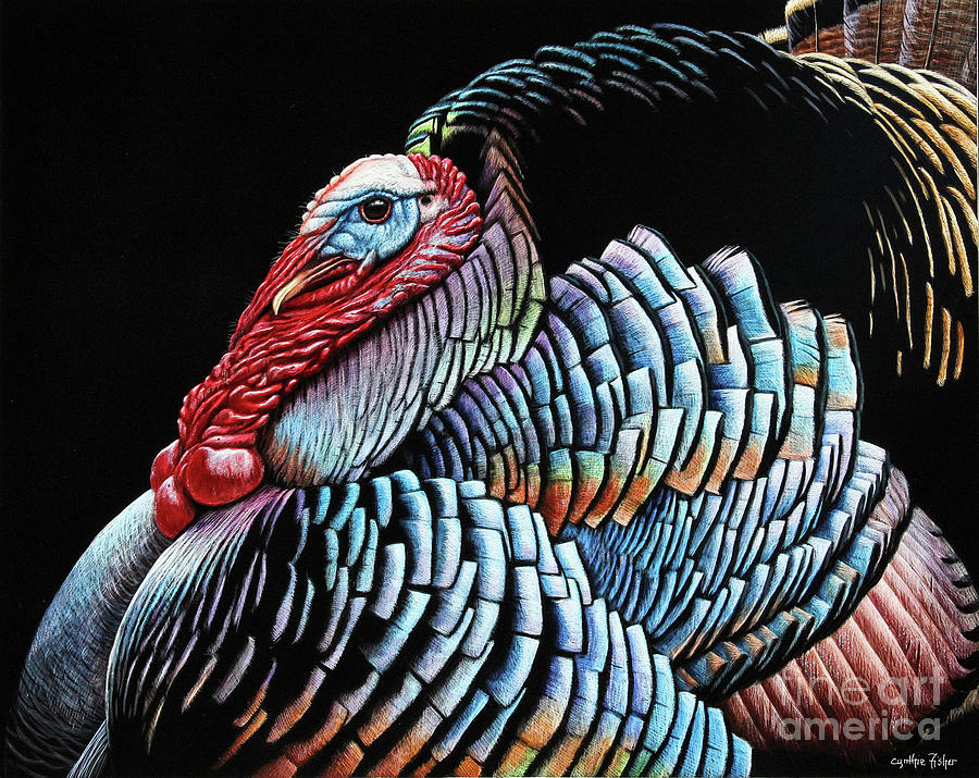 Turkey Drawing - Tom Turkey Scratch Board by Cynthie Fisher