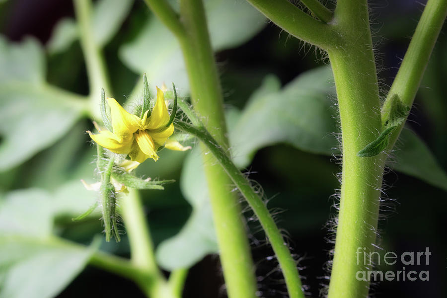 Tomato Blossom 8234 Photograph by Lawrence Burry