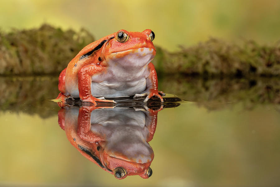 Tomato Frog Photograph by Del Hickey - Fine Art America