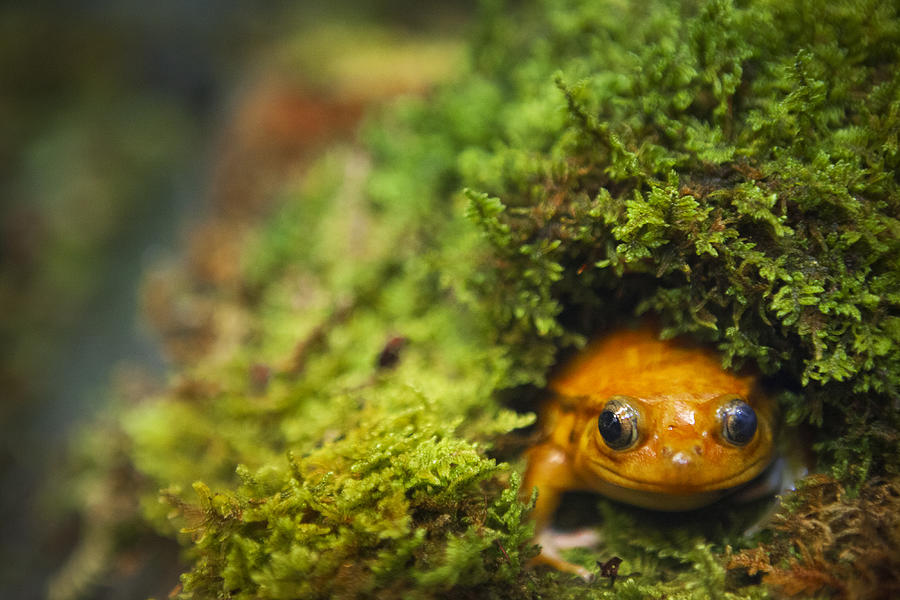 Tomato Frog Photograph by Powerofforever