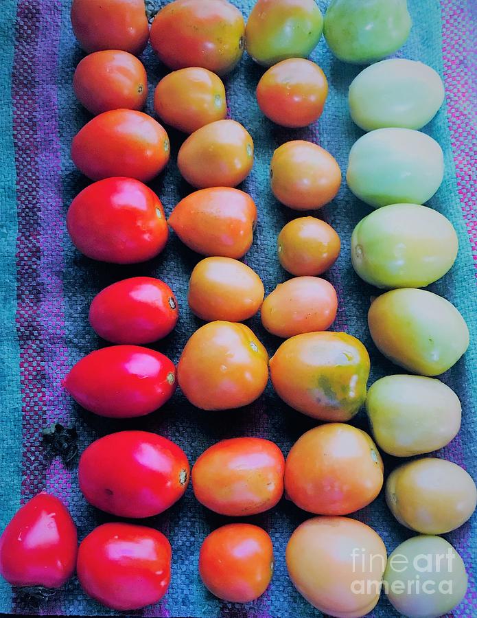 Tomato Harvest Photograph
