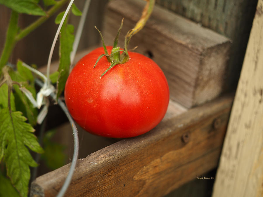 Tomato Harvested Photograph by Richard Thomas