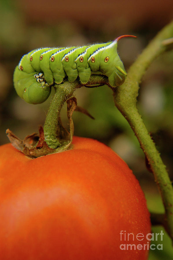 Tomato horn worm devours a tomato  Photograph by Gunther Allen