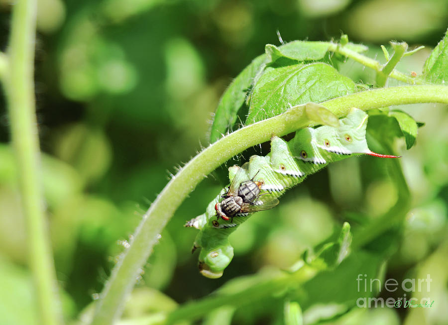 Tomato Hornworm and the Fly Photograph by Debby Pueschel