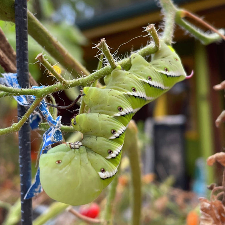 Tomato Hornworm Photograph by Perry Hoffman