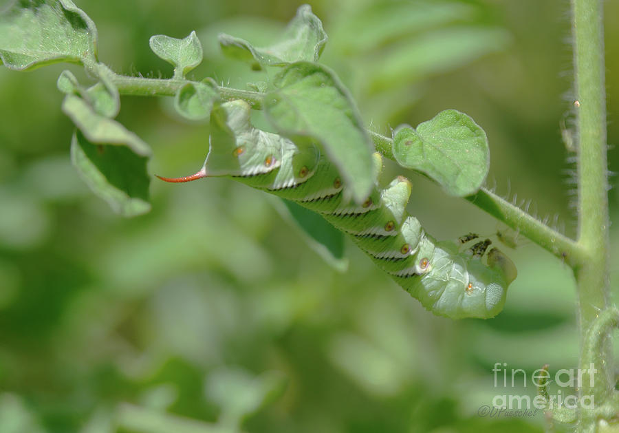 Tomato Hornworm Upsidie Down with an Aphid  Photograph by Debby Pueschel
