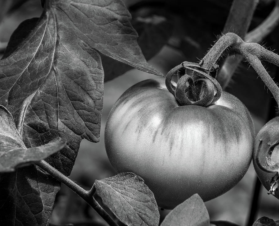 Tomato In Black and White Photograph by Greg and Chrystal Mimbs