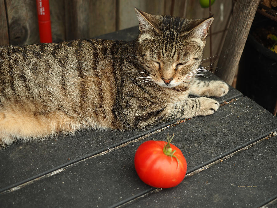 Tomato Inspection Photograph by Richard Thomas