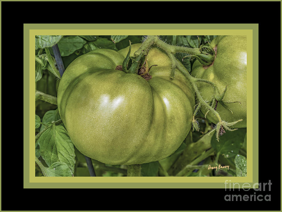 Tomato Photograph - Tomato on the Vine With Borders and Black Surround 18 X 24 Signed Print by Doug Berry