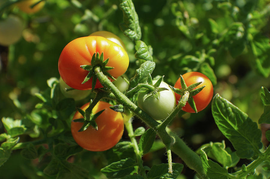 Tomato Plant Photograph by Adria Trail