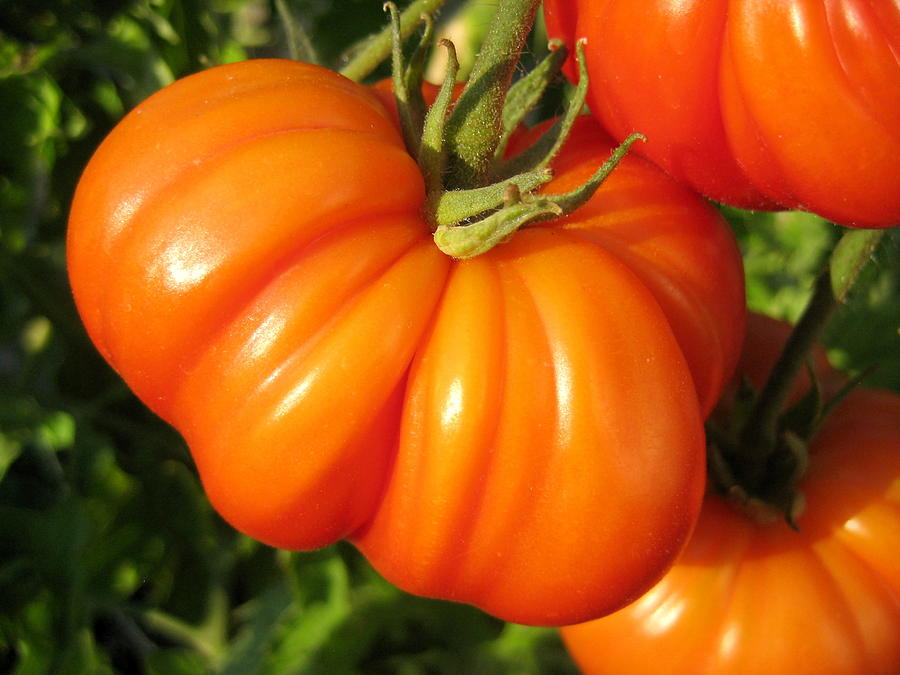 Tomato Tomato Photograph by Kathy Bassett