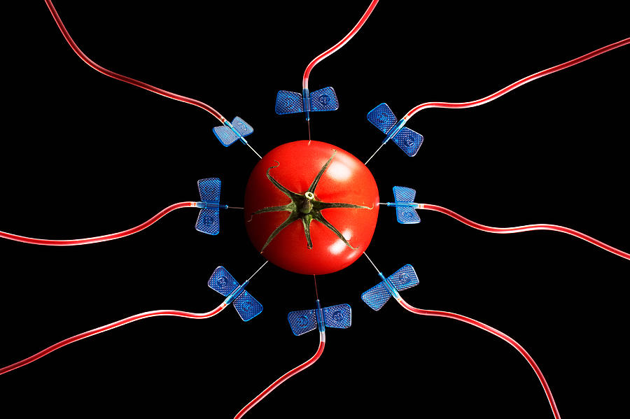 Tomato with tubes of red liquid on black backgroun Photograph by Tim Robberts